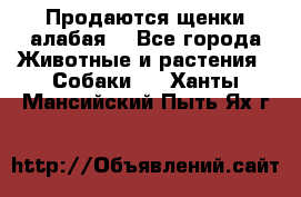 Продаются щенки алабая  - Все города Животные и растения » Собаки   . Ханты-Мансийский,Пыть-Ях г.